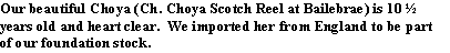 Text Box: Our beautiful Choya (Ch. Choya Scotch Reel at Bailebrae) is 10 &frac12; years old and heart clear.  We imported her from England to be part of our foundation stock.